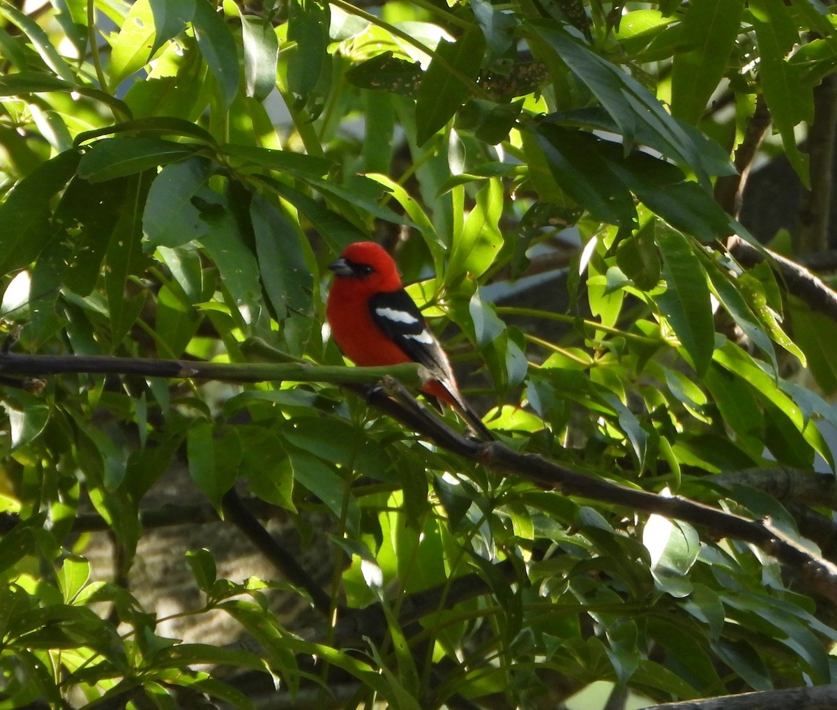 White-winged Tanager - ML647631508