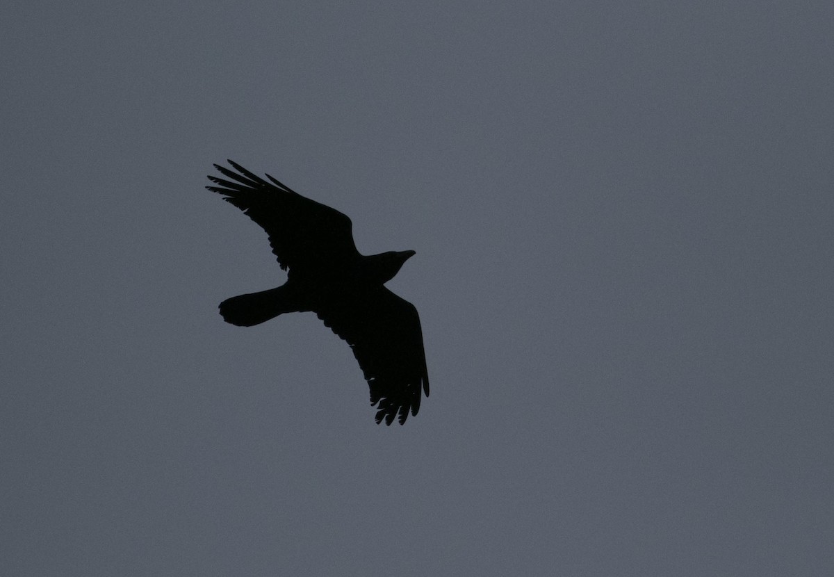 עורב שחור - ML647631513