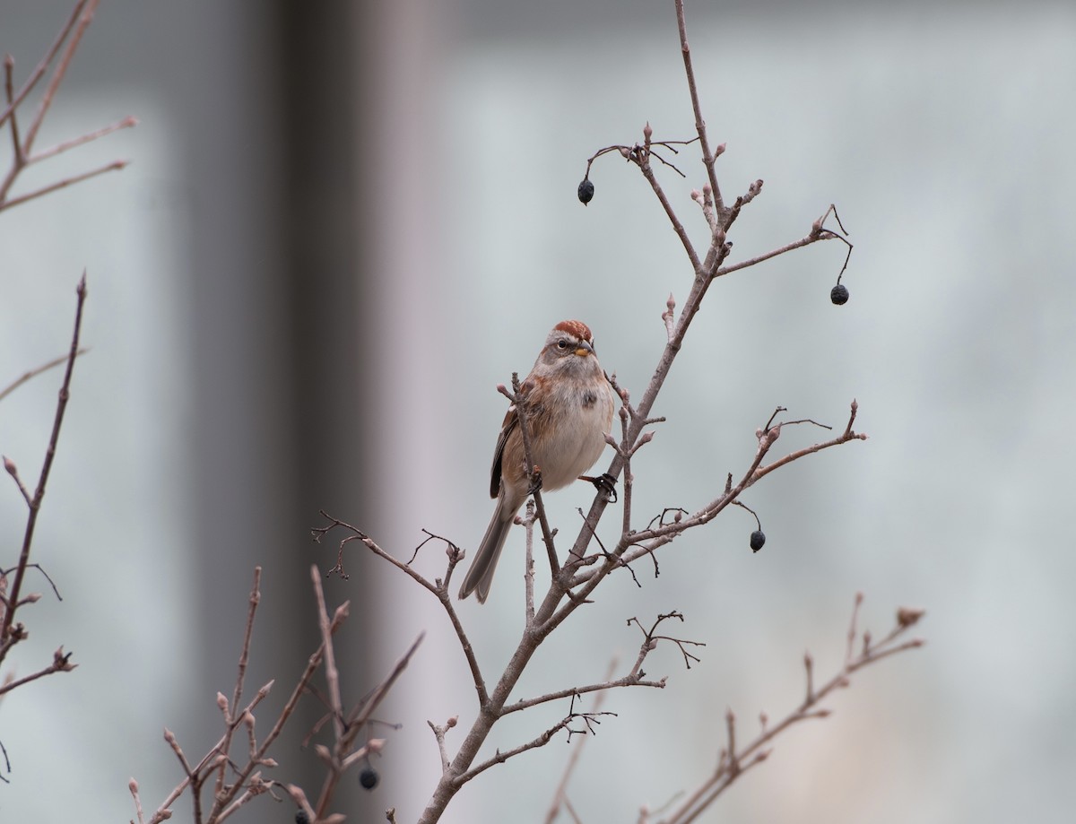 Chingolo Arbóreo - ML647631516