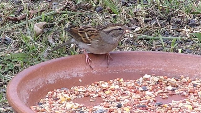 Chipping Sparrow - ML647631522