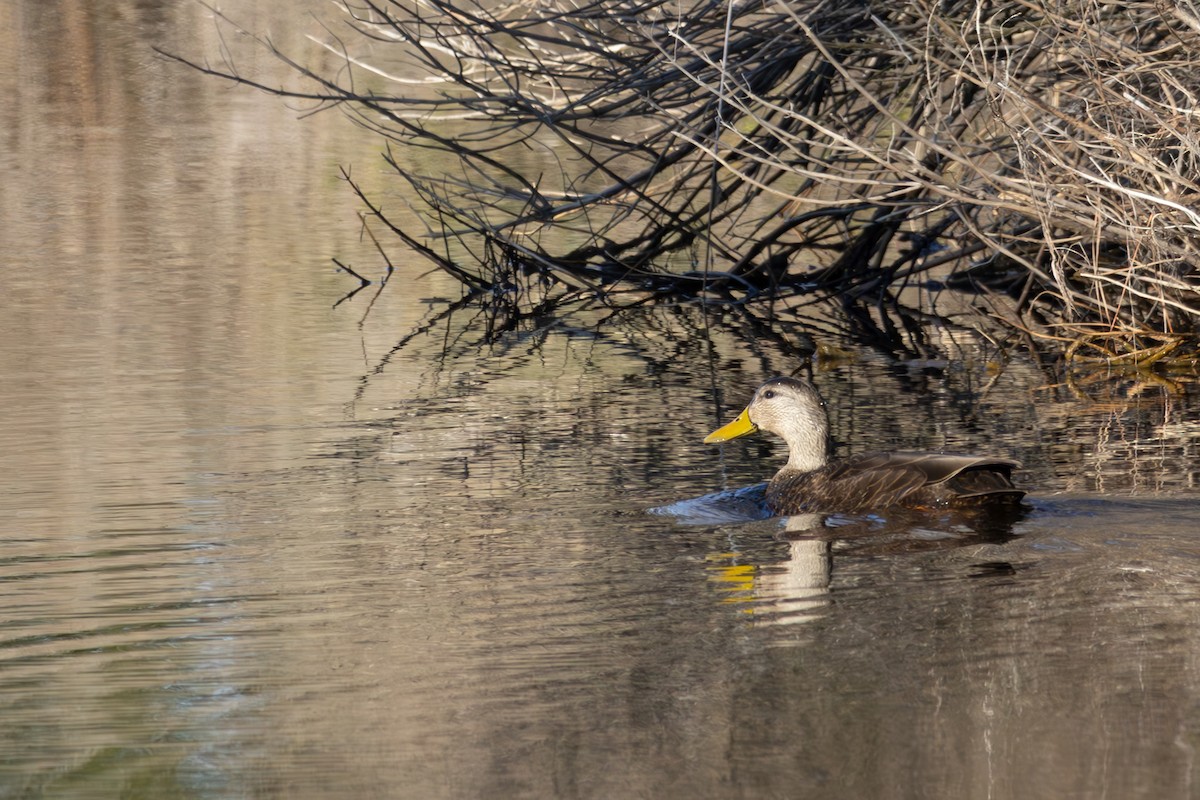 Ahate iluna - ML647631523