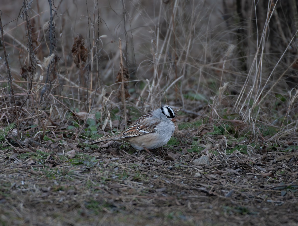 Chingolo Coroniblanco - ML647631526