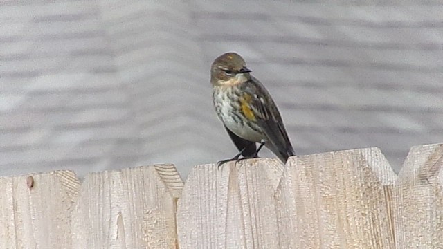 Yellow-rumped Warbler (Myrtle) - ML647631538