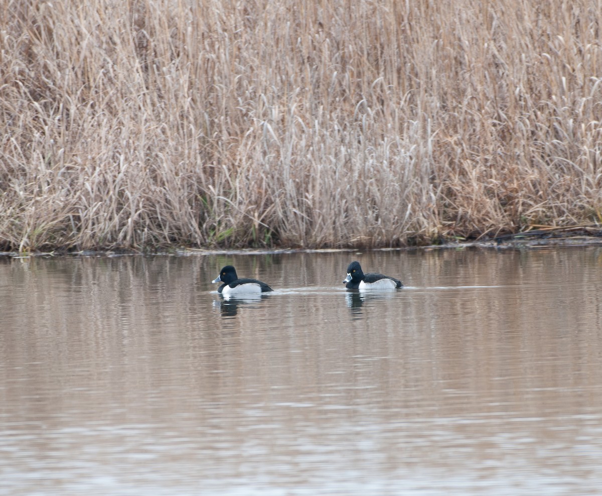Porrón Acollarado - ML647631543