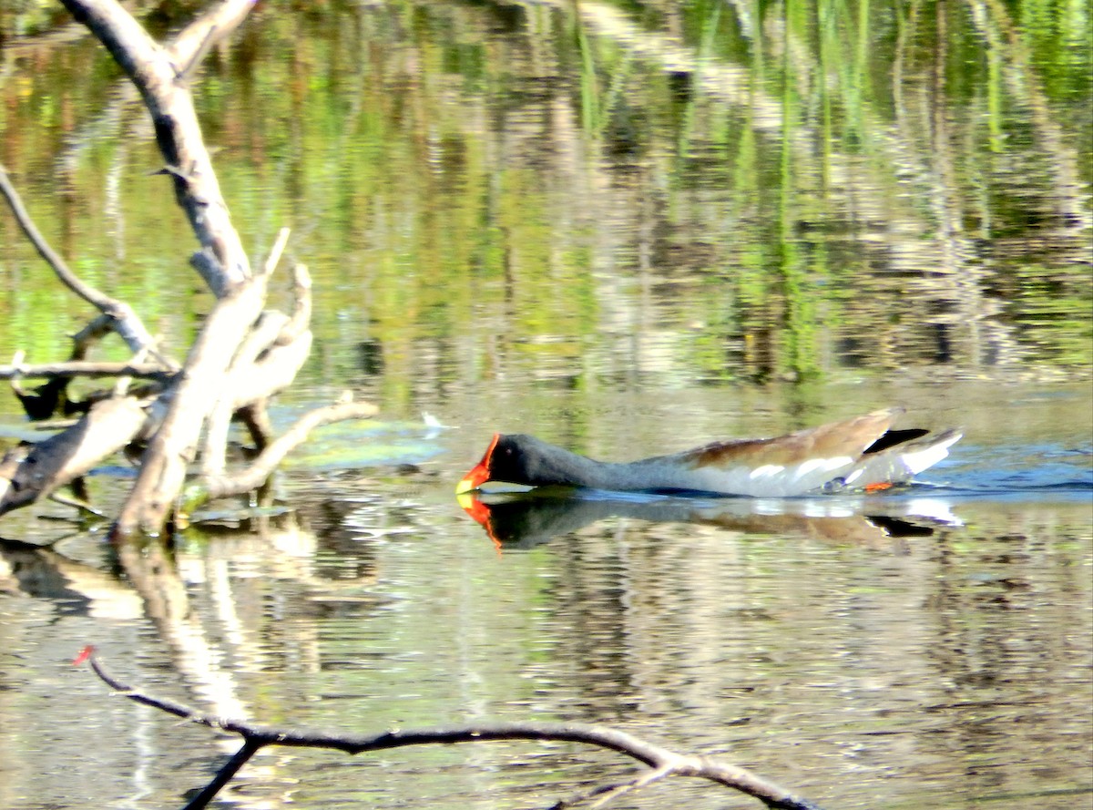 Amerika Sutavuğu - ML647631561