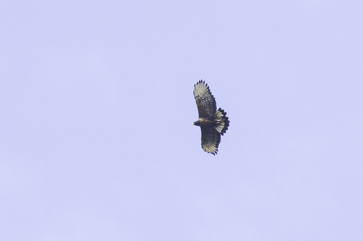 Black-and-chestnut Eagle - ML647631571