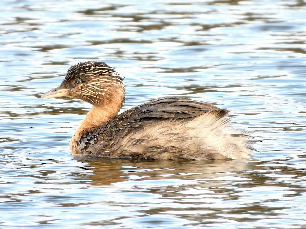 Zampullín Canoso - ML647631588