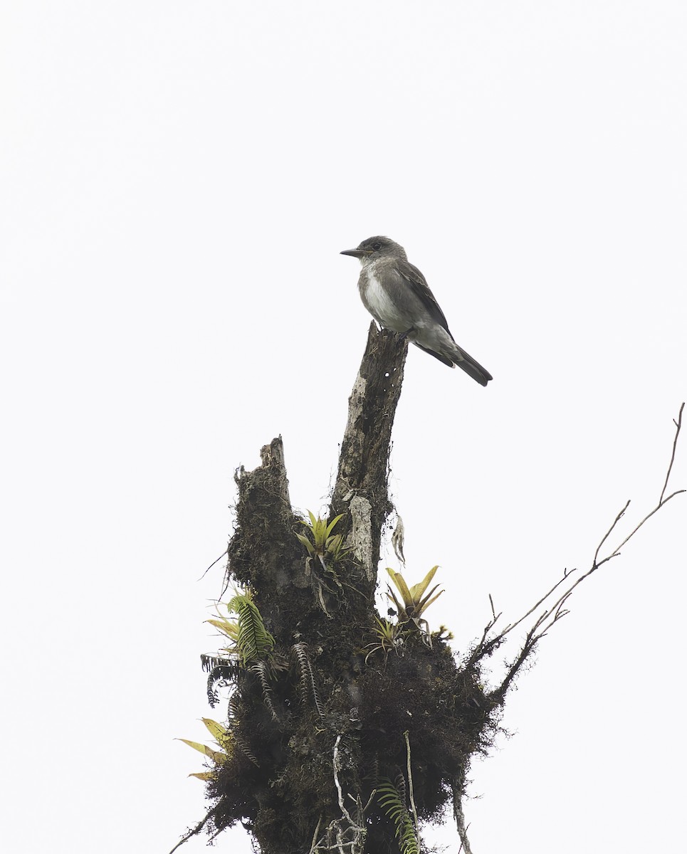 Olive-sided Flycatcher - ML647631597
