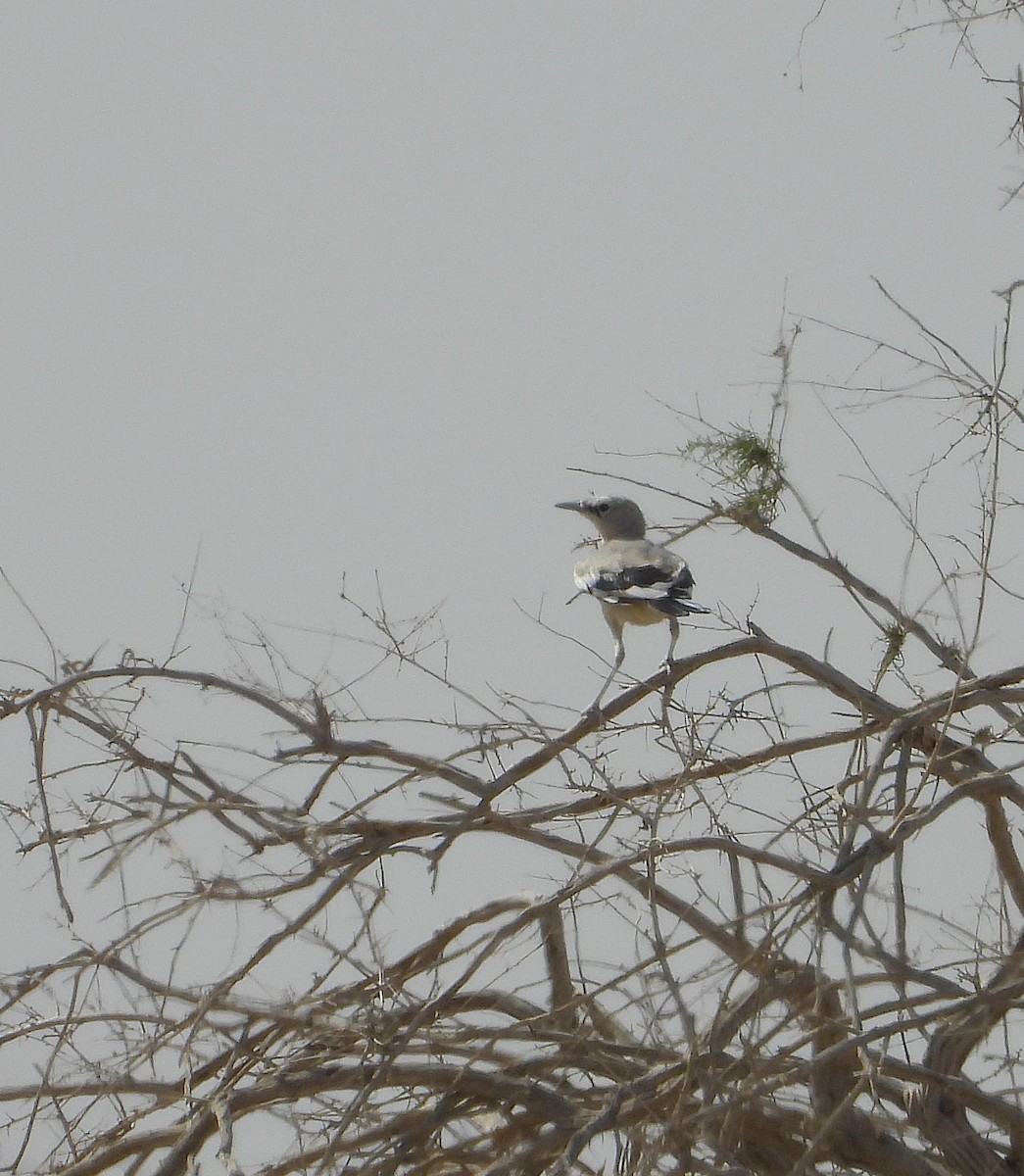 Turkestan Ground-Jay - ML647631598