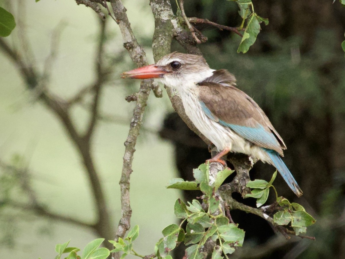 Brown-hooded Kingfisher - ML647631616