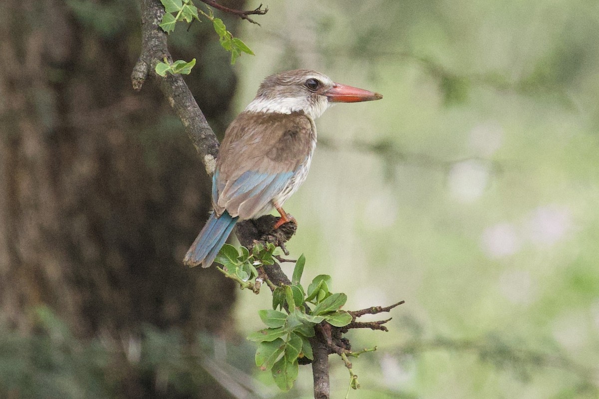 Brown-hooded Kingfisher - ML647631617