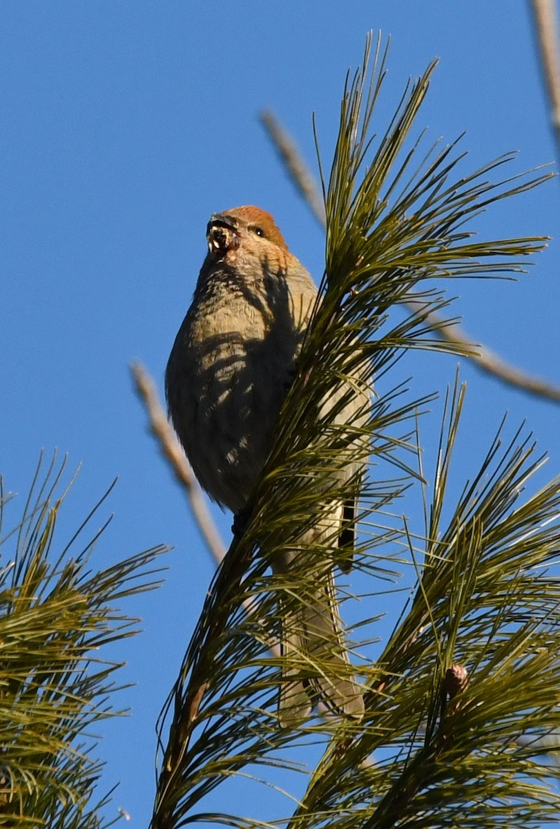 Pinu-gailupa - ML647631619