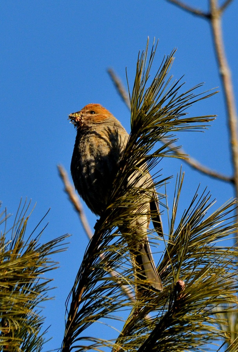 Pinu-gailupa - ML647631620