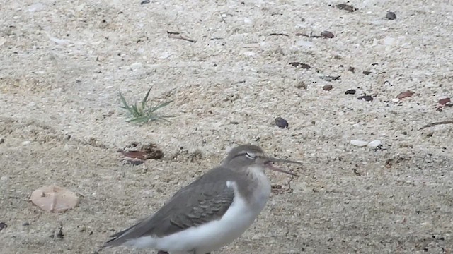 Spotted Sandpiper - ML647631661