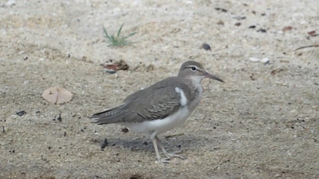 Spotted Sandpiper - ML647631662