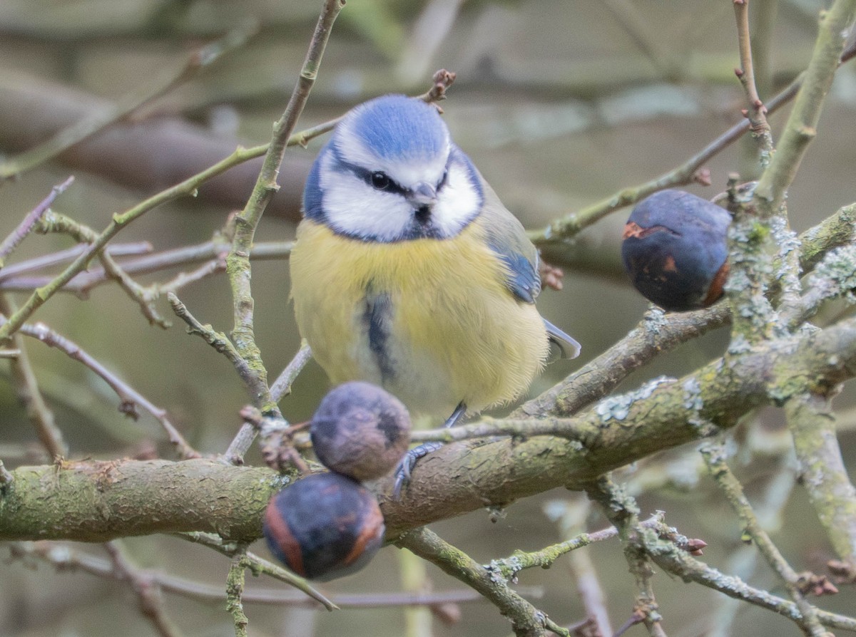 Eurasian Blue Tit - ML647631685
