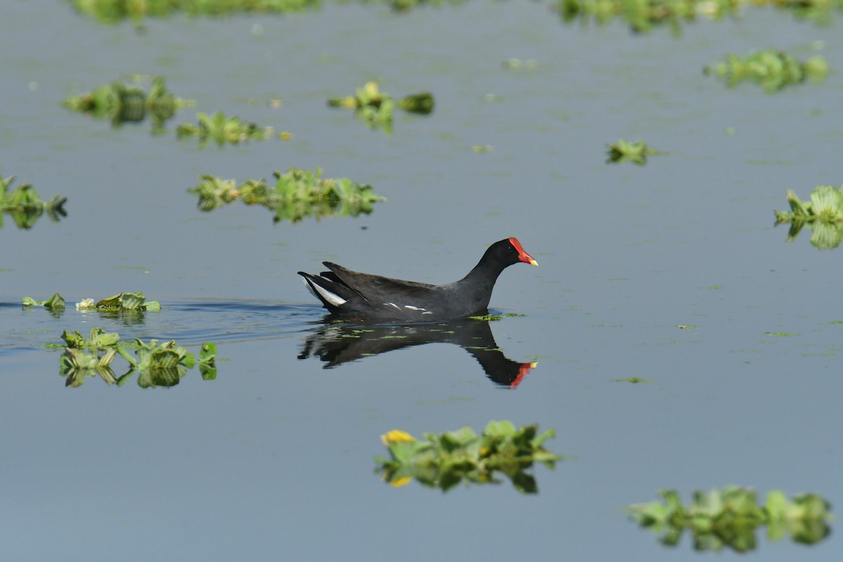 Amerika Sutavuğu - ML647631705