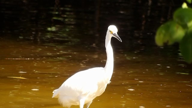 Snowy Egret - ML647631710