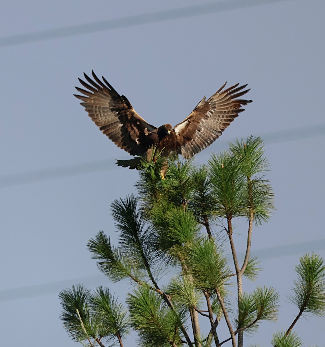 Golden Eagle - ML647631735