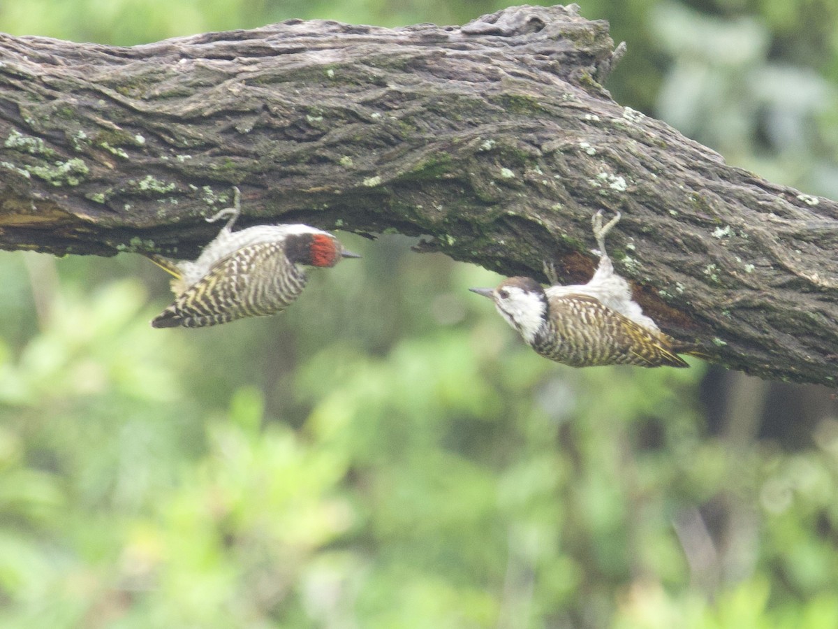 Cardinal Woodpecker - ML647631741