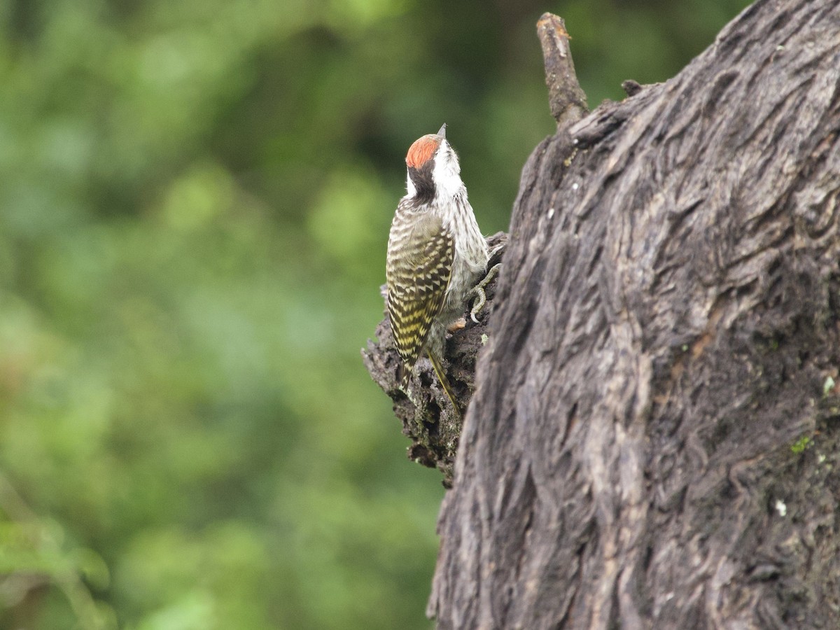Cardinal Woodpecker - ML647631742