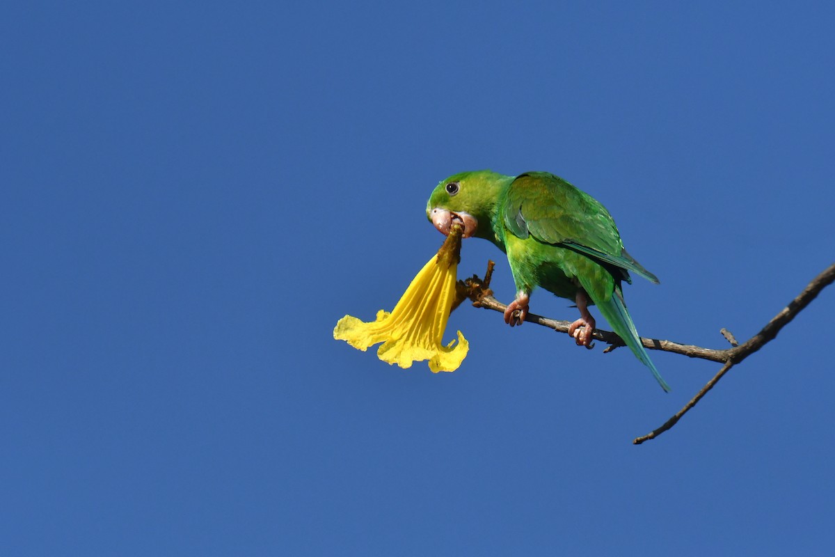 オナガミドリインコ - ML647631752