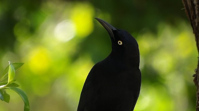 Carib Grackle - ML647631754