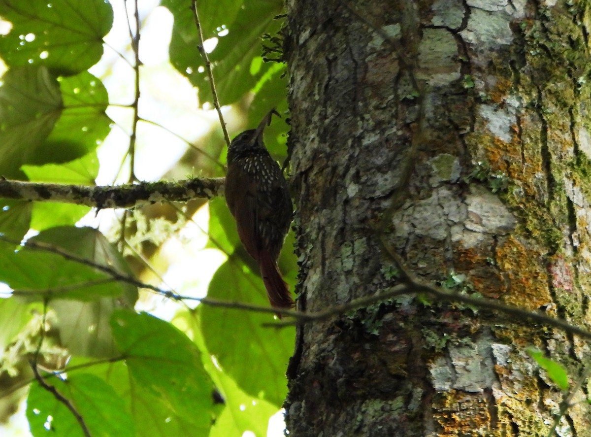 Dağ Tırmaşık - ML647631757