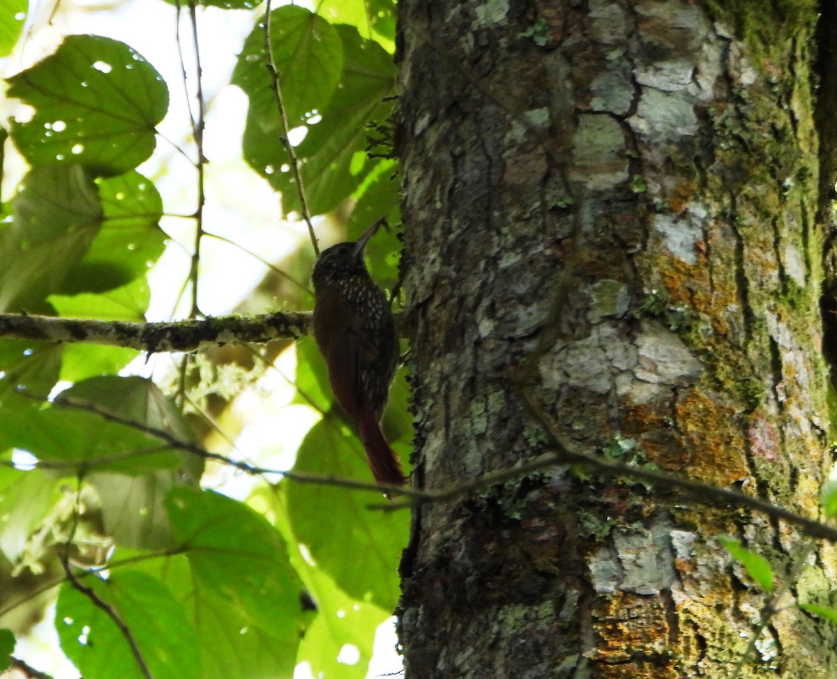 Dağ Tırmaşık - ML647631758