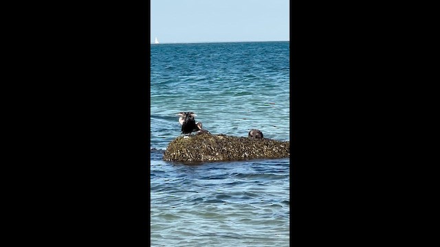 Common Eider - ML647631787