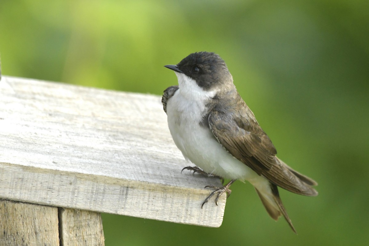 Tree Swallow - ML647631808