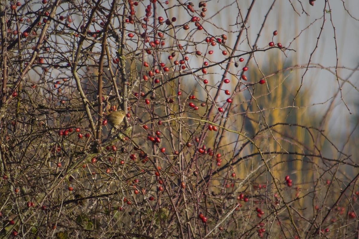 ミソサザイ - ML647631813