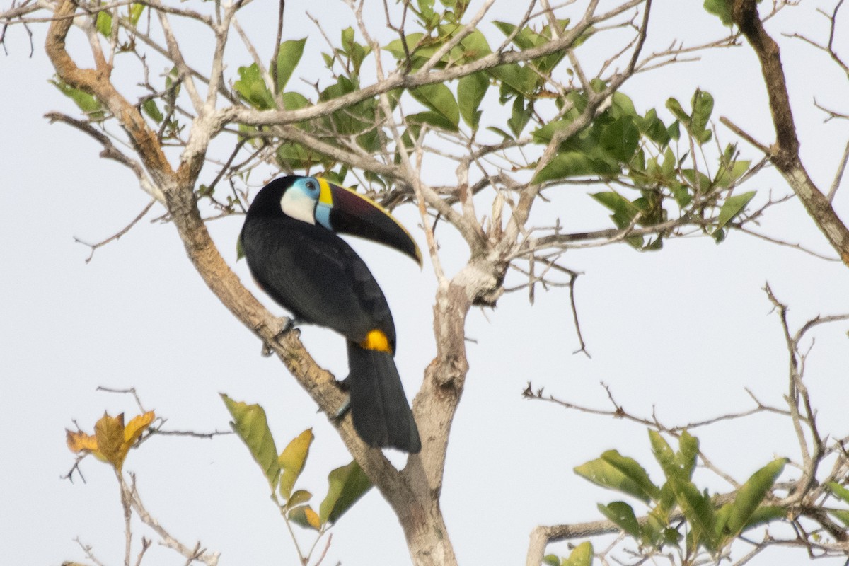White-throated Toucan - ML647631832