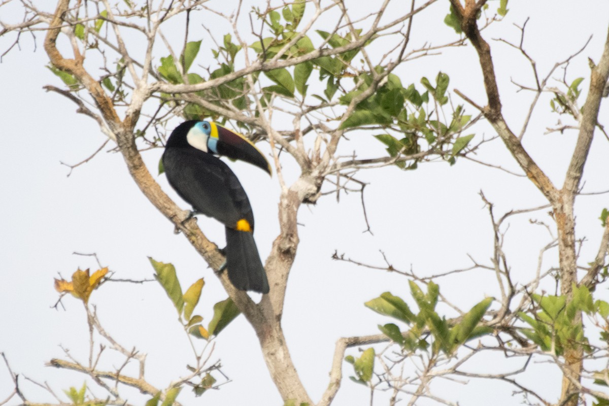 White-throated Toucan - ML647631833