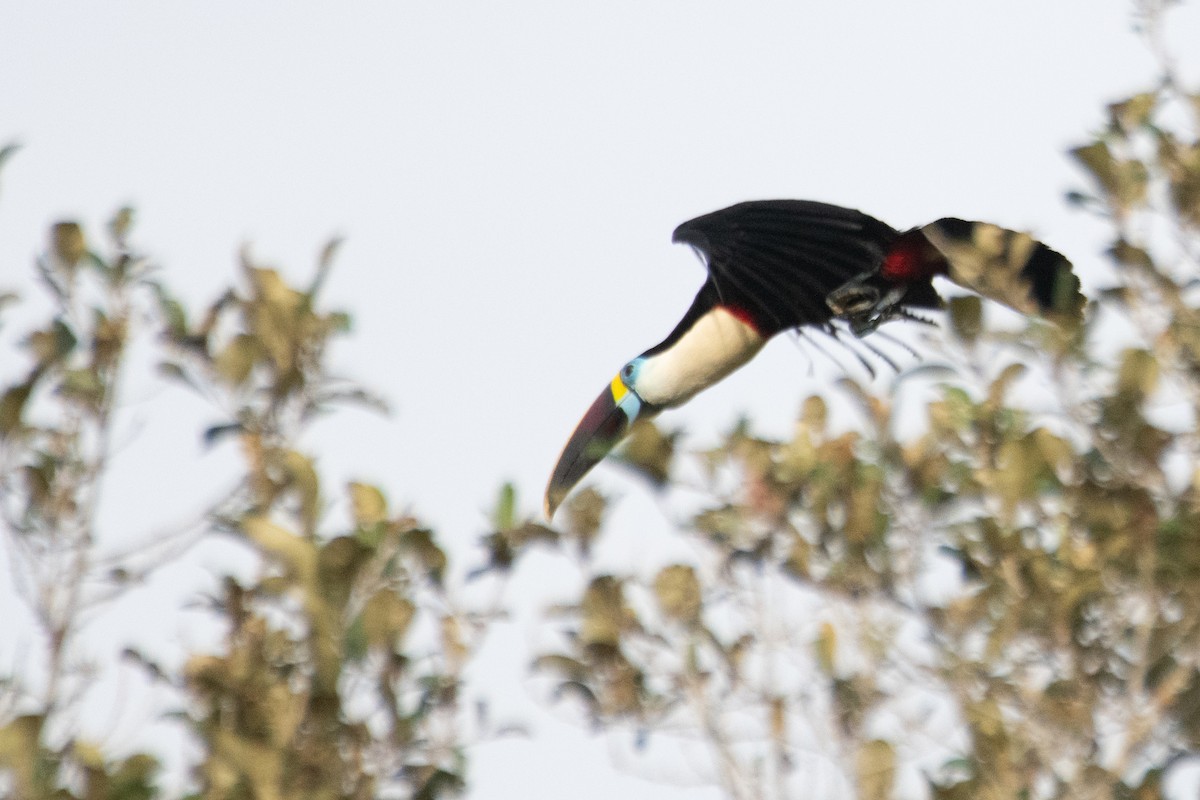 White-throated Toucan - ML647631834