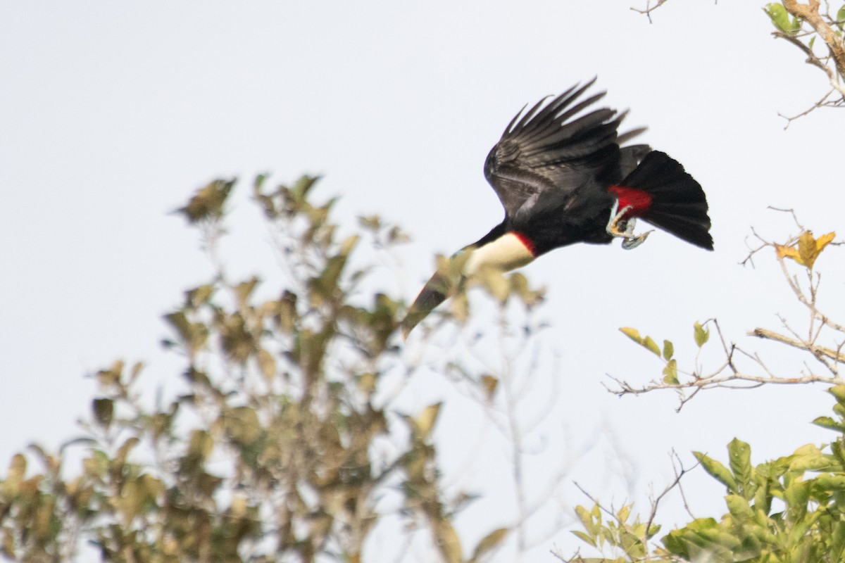 White-throated Toucan - ML647631835