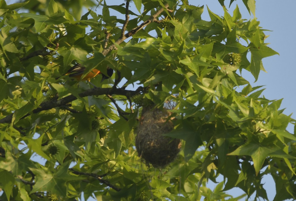 ボルチモアムクドリモドキ - ML647631843