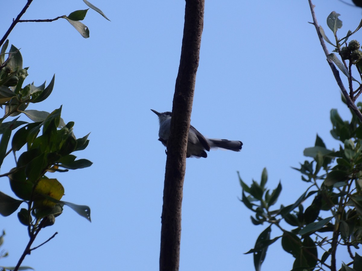leskot tropický (ssp. plumbiceps/anteocularis) - ML647631893