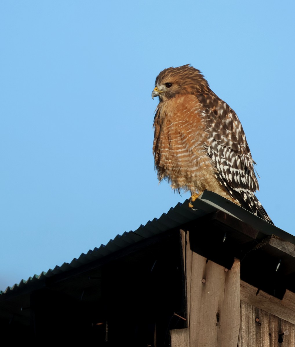 Red-shouldered Hawk - ML647631908