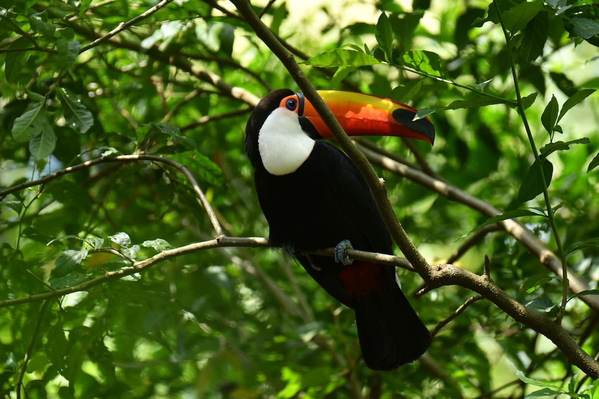 Toco Toucan - ML647631940