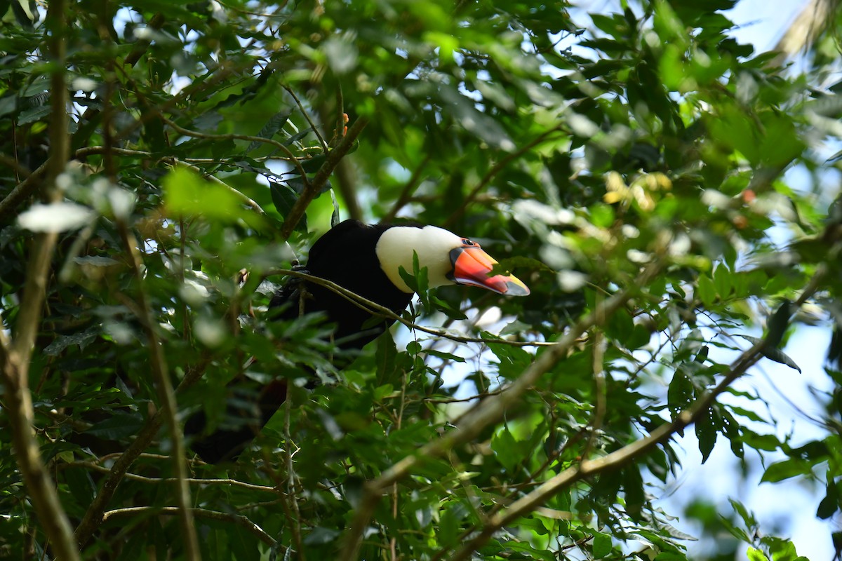 Toco Toucan - ML647631941