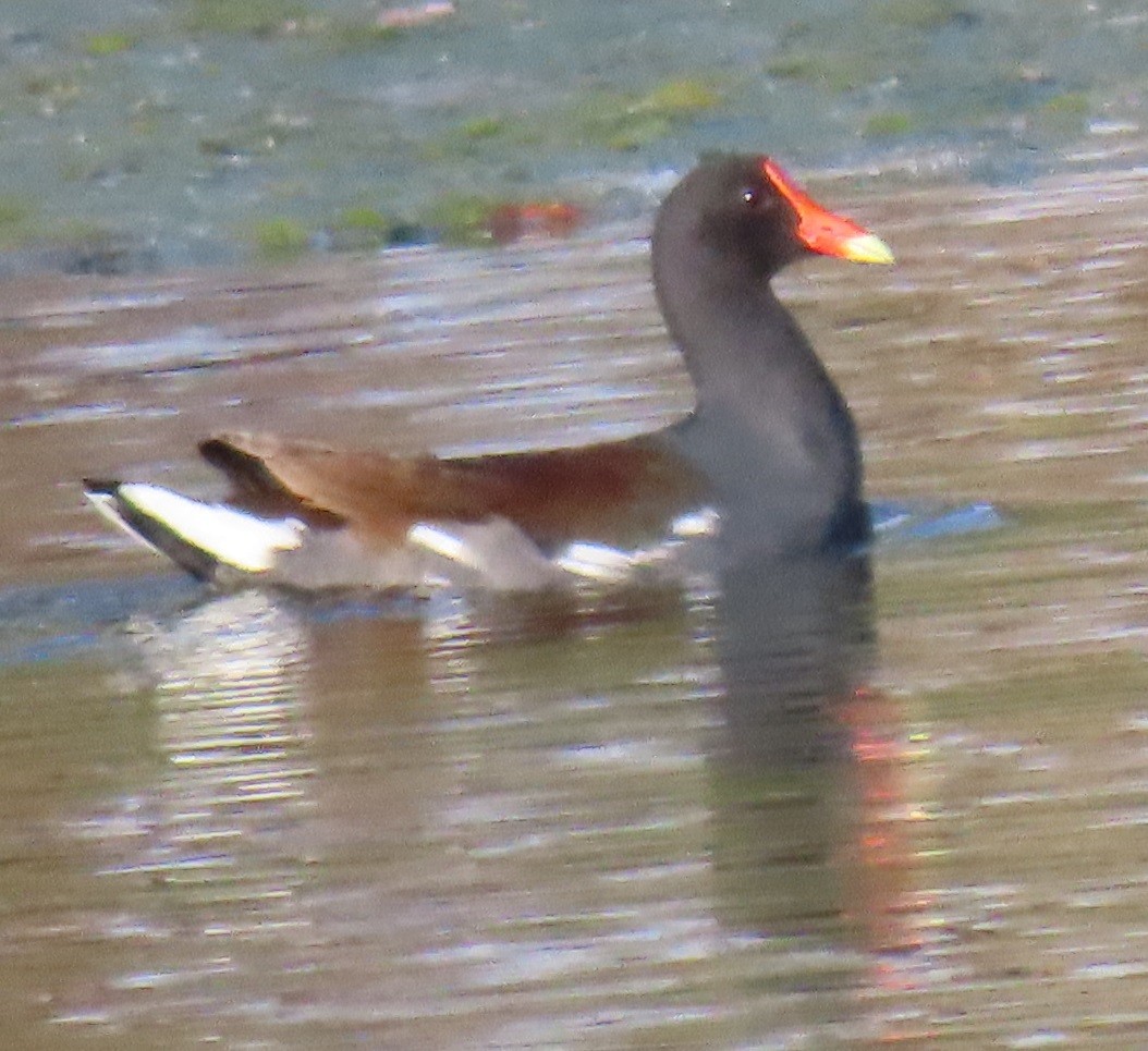 Amerika Sutavuğu - ML647631975