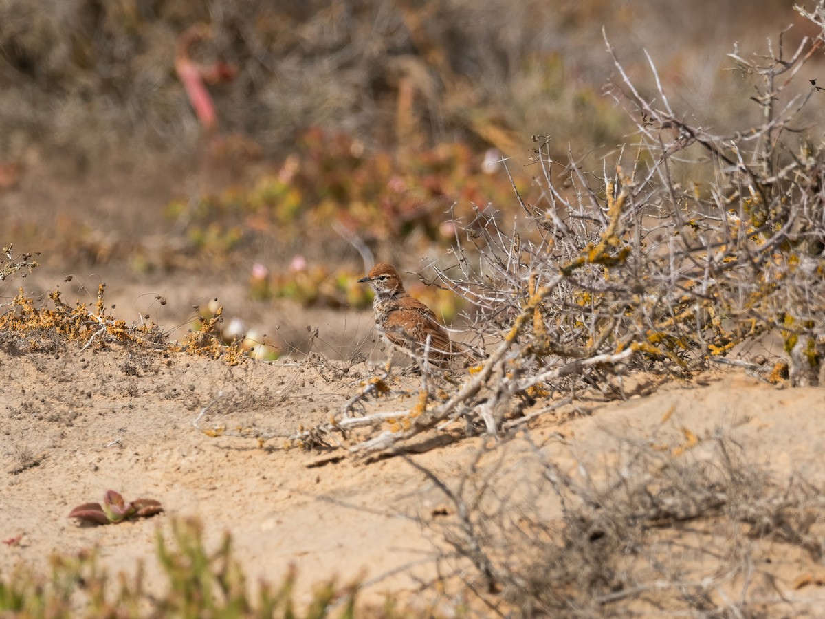 Dune Lark - ML647631984
