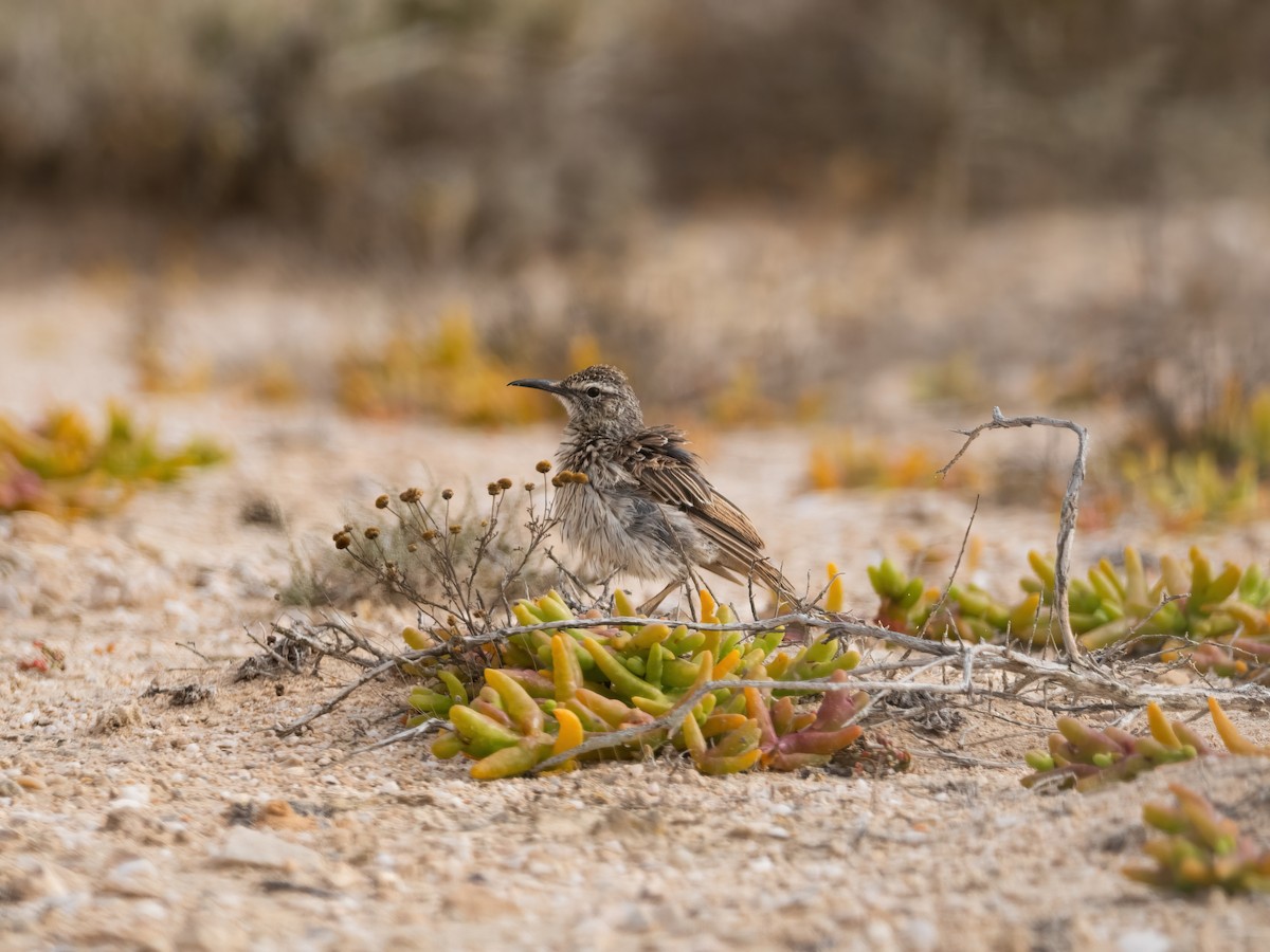 Cape Long-billed Lark (Cape) - ML647631994