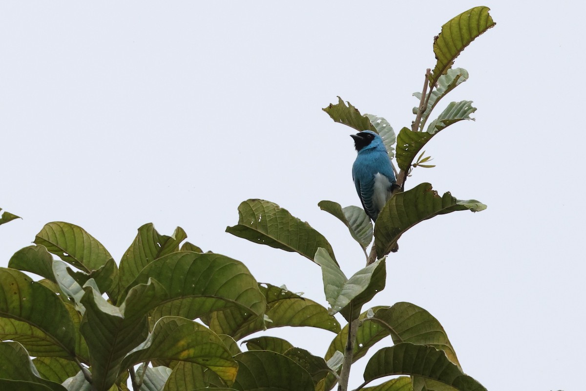 Swallow Tanager - ML647632002