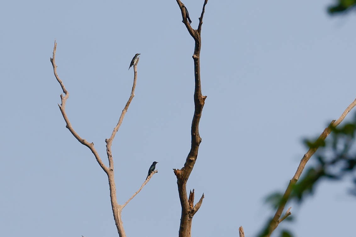 Asian Glossy Starling - ML647632003