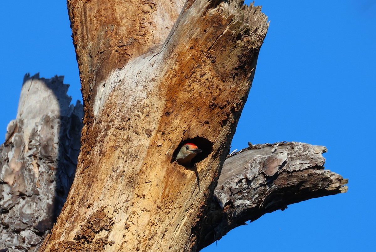 Carolinaspecht - ML647632007