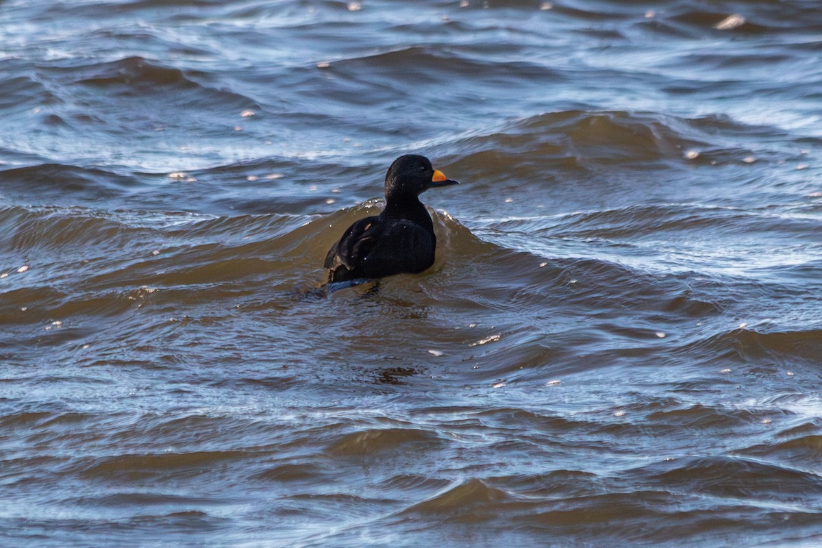 Black Scoter - ML647632023