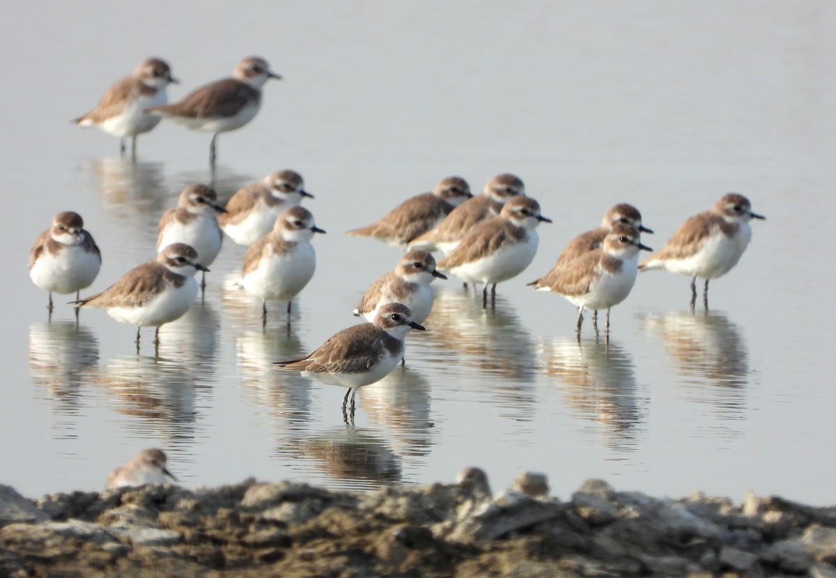 Tibet Cılıbıtı - ML647632024
