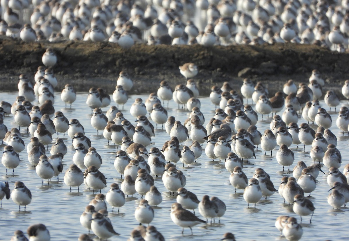 Tibet Cılıbıtı - ML647632025